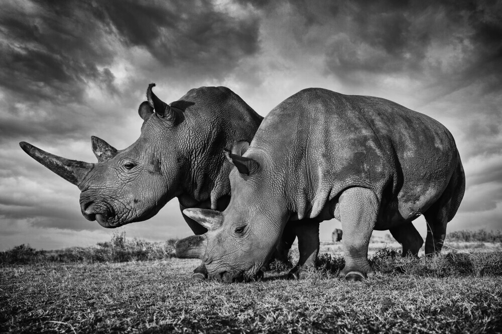 Black and white photo of two northern white rhinos, Najin and Fatu